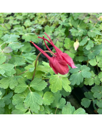 Ancolie Aquilegia rouge et blanc