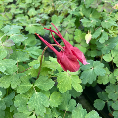 Ancolie Aquilegia rouge et blanc