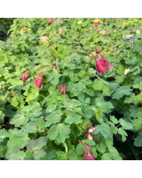 Ancolie Aquilegia rouge et blanc