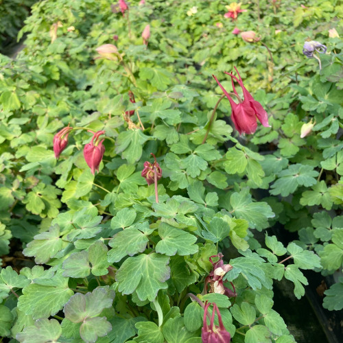 Ancolie Aquilegia rouge et blanc