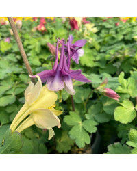 Ancolie Aquilegia jaune