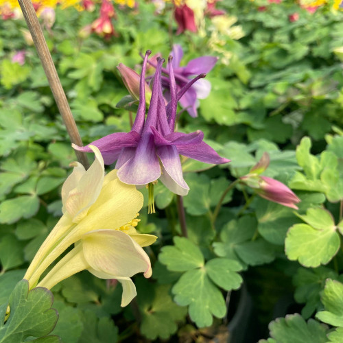 Ancolie Aquilegia jaune