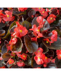 Begonia Semperflorens Mascotte Scarlet Improved