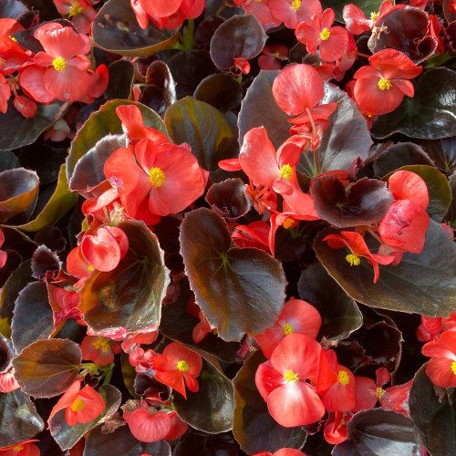 Begonia Semperflorens Mascotte Scarlet Improved