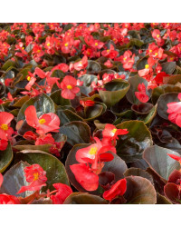 Begonia Semperflorens Mascotte Scarlet Improved