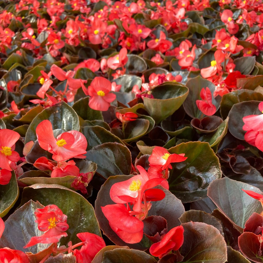 Begonia Semperflorens Mascotte Scarlet Improved