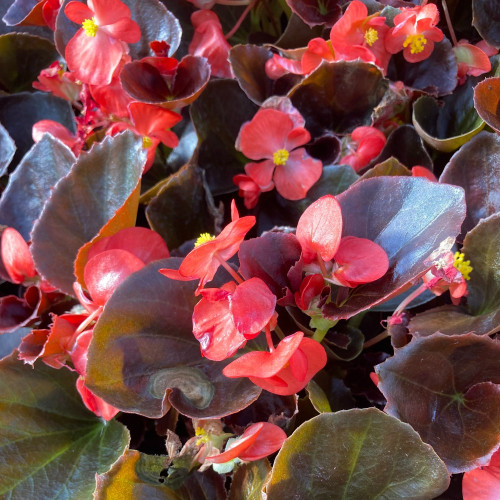 Begonia Semperflorens Mascotte Scarlet Improved