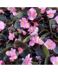 Begonia Massif Ambassador Rose
