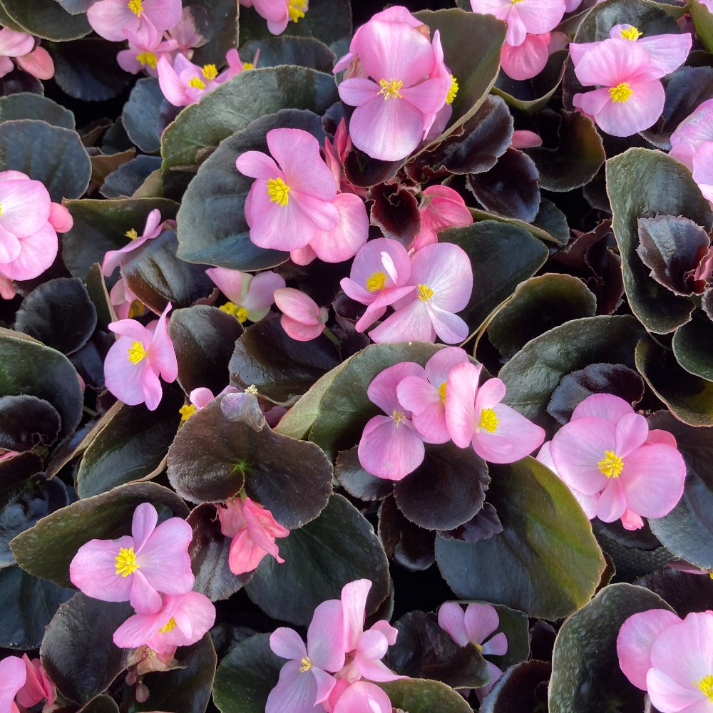 Begonia Massif Ambassador Rose