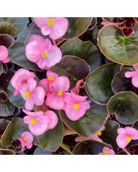 Begonia Massif Ambassador Rose