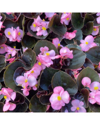 Begonia Massif Ambassador Rose