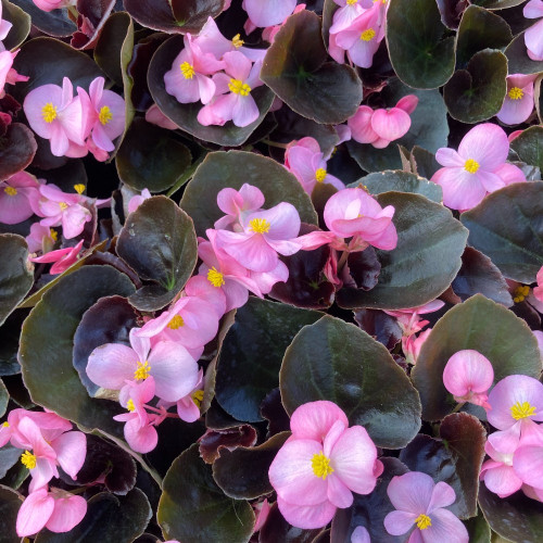 Begonia Massif Ambassador Rose