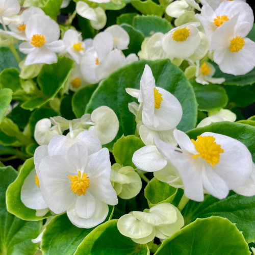 Begonia Semperflorens Mascotte White