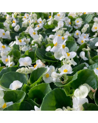 Acheter Begonia Semperflorens Mascotte White Et Autres Plantes Sur Coclicoh acheter-begonia-semperflorens-mascotte-white-et-autres-plantes-sur-coclicoh