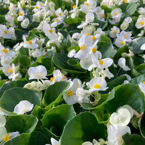 Begonia Semperflorens Mascotte White