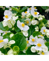 Acheter Begonia Semperflorens Mascotte White Et Autres Plantes Sur Coclicoh acheter-begonia-semperflorens-mascotte-white-et-autres-plantes-sur-coclicoh