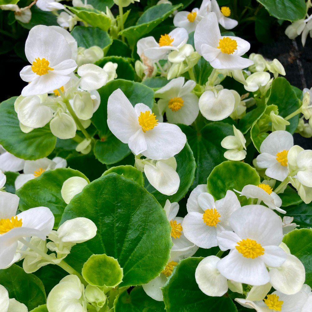 Begonia Semperflorens Mascotte White