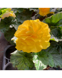 Begonia Tubereux Swing Yellow