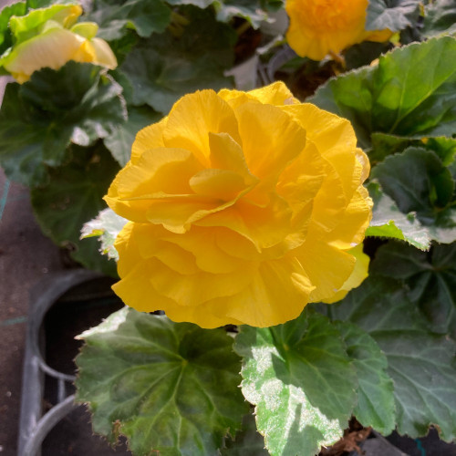 Begonia Tubereux Swing Yellow