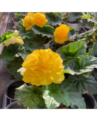 Begonia Tubereux Swing Yellow