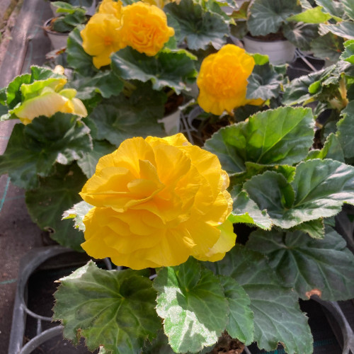 Begonia Tubereux Swing Yellow