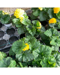 Begonia Tubereux Swing Yellow