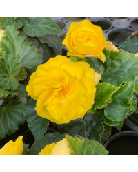 Begonia Tubereux Swing Yellow