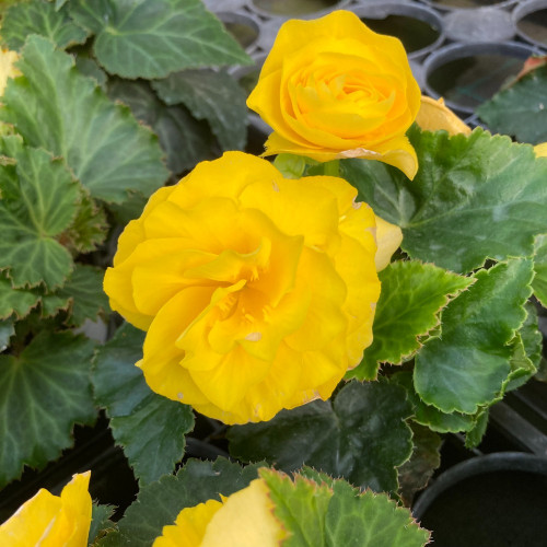 Begonia Tubereux Swing Yellow