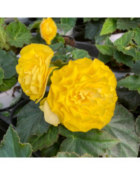 Begonia Tubereux Swing Yellow
