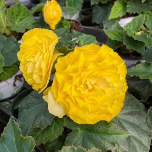 Begonia Tubereux Swing Yellow