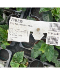 Begonia Tubereux Nonstop White