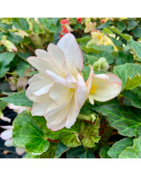 Begonia Tubereux Nonstop White