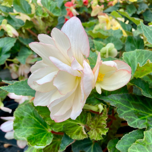 Begonia Tubereux Nonstop White