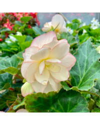 Begonia Tubereux Nonstop White