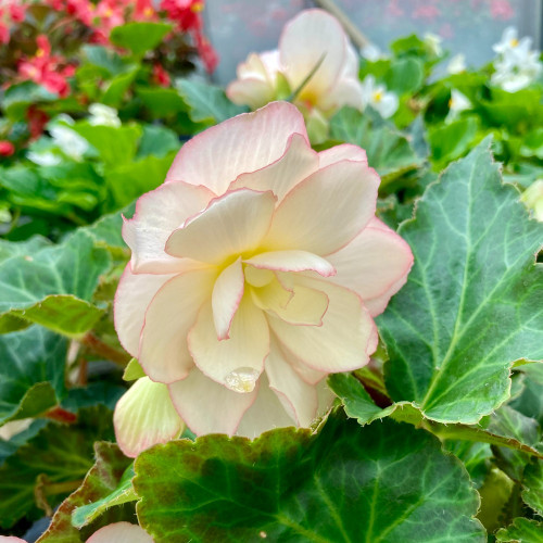 Begonia Tubereux Nonstop White