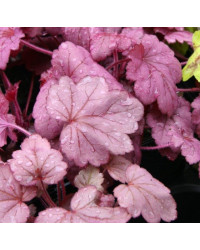 Heuchère Hybrida Georgia Plum