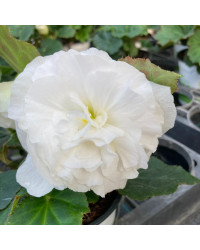 Begonia Tubereux Nonstop White
