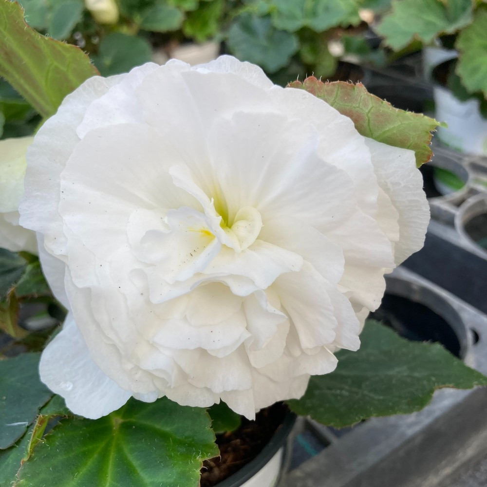 Begonia Tubereux Nonstop White