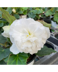 Begonia Tubereux Nonstop White