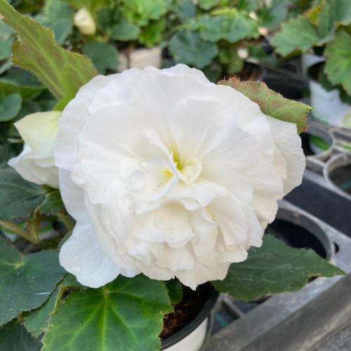 Begonia Tubereux Nonstop White