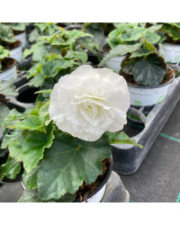 Begonia Tubereux Nonstop White