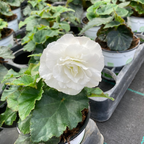 Begonia Tubereux Nonstop White