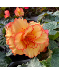 Begonia Tubereux Chameleon Red Yellow
