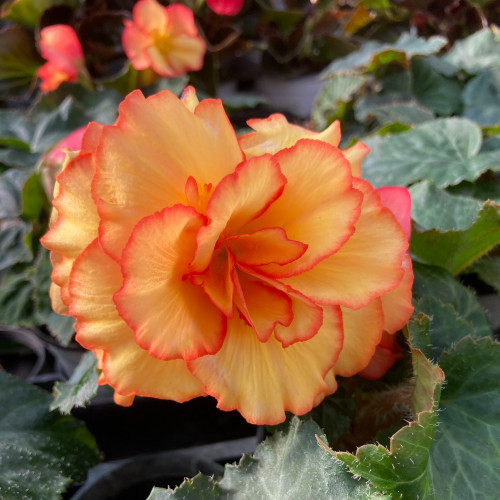 Begonia Tubereux Chameleon Red Yellow