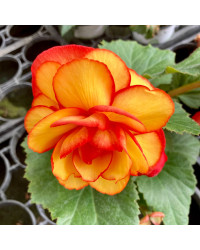Begonia Tubereux Chameleon Red Yellow