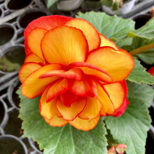 Begonia Tubereux Chameleon Red Yellow