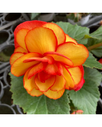 Begonia Tubereux Chameleon Red Yellow