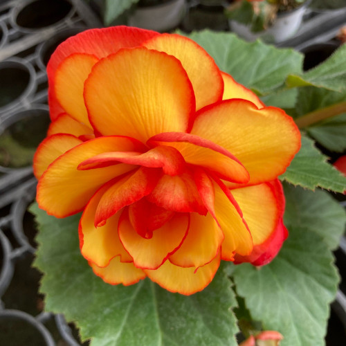 Begonia Tubereux Chameleon Red Yellow