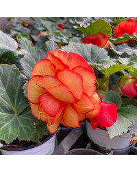Begonia Tubereux Chameleon Red Yellow