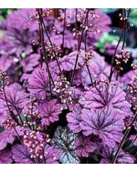 Heuchère Hybrida Georgia Plum